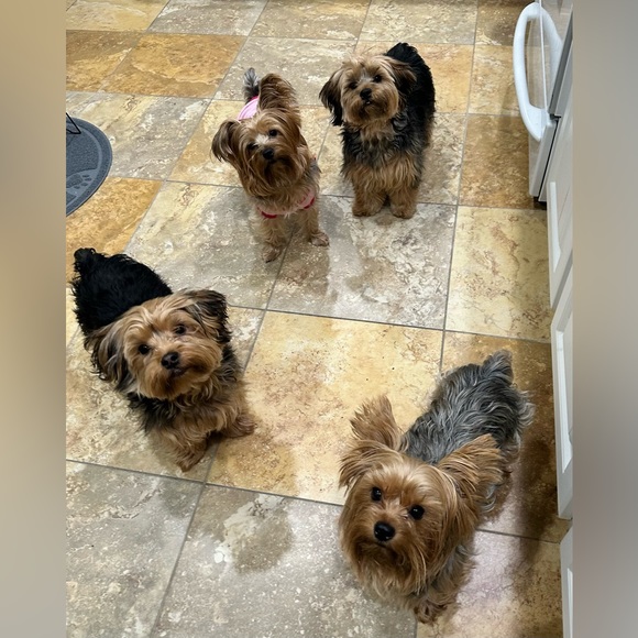 Meet your Posher, Ingies - Picture 3 of 4